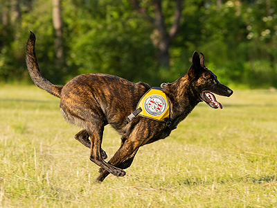 Österreichische Rettungshundebrigade